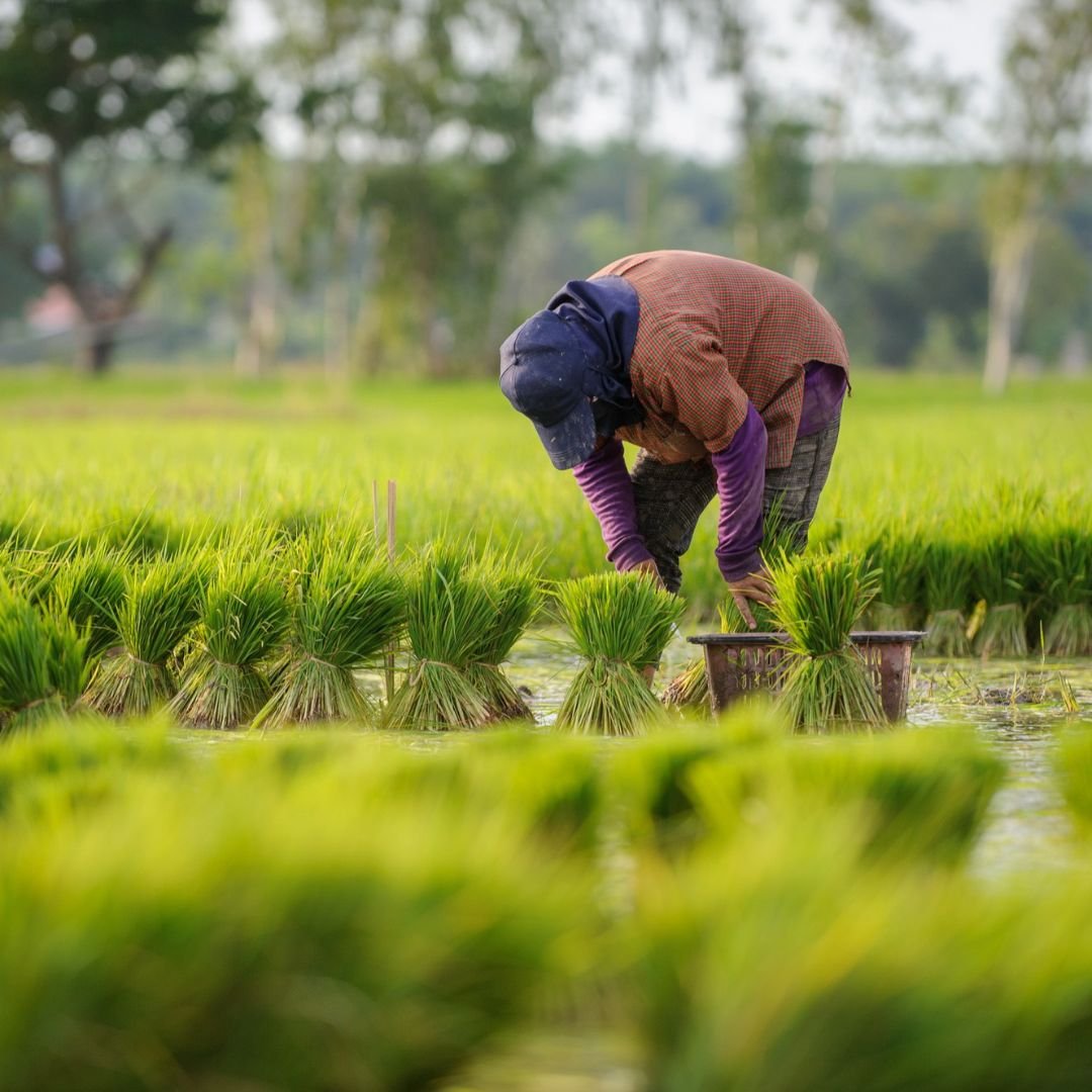 Godavari Advance Agro