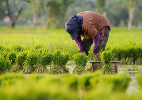 Godavari Advance Agro