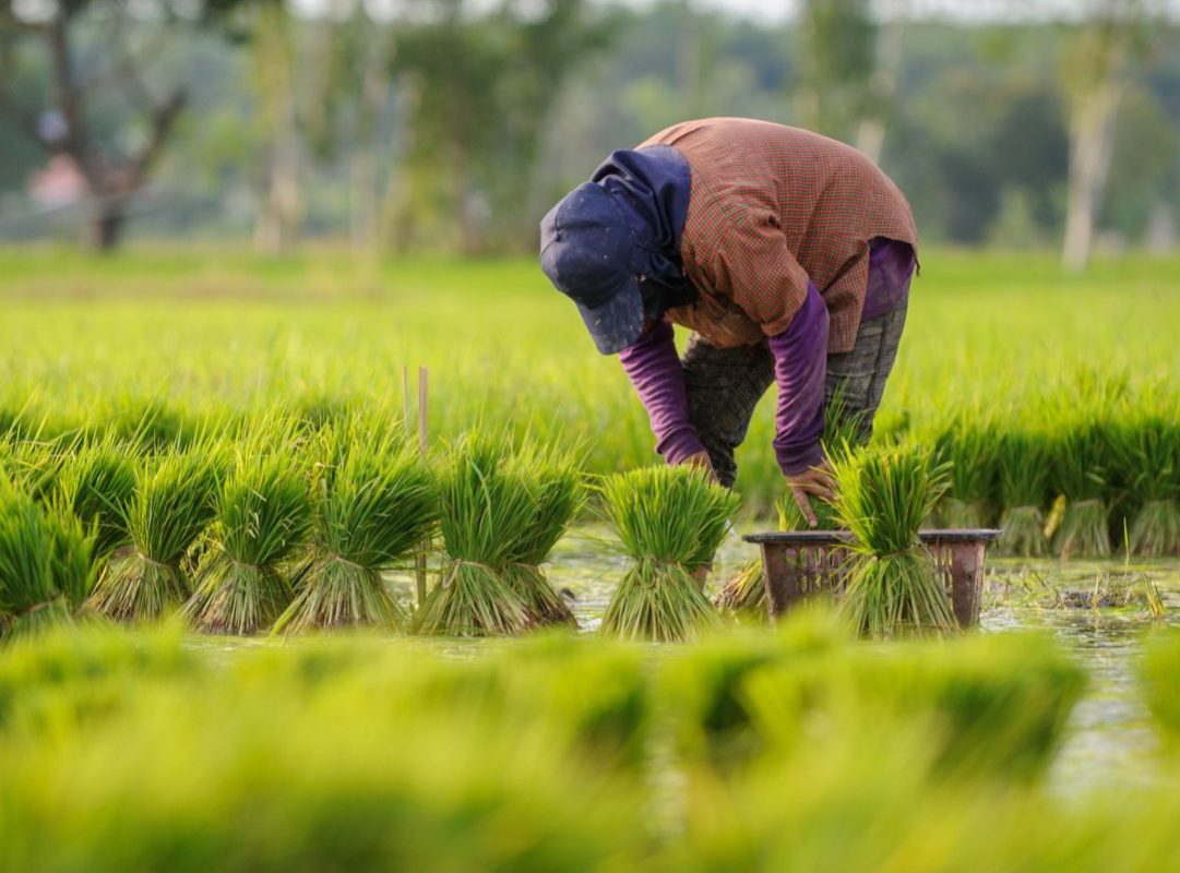 Godavari Advance Agro