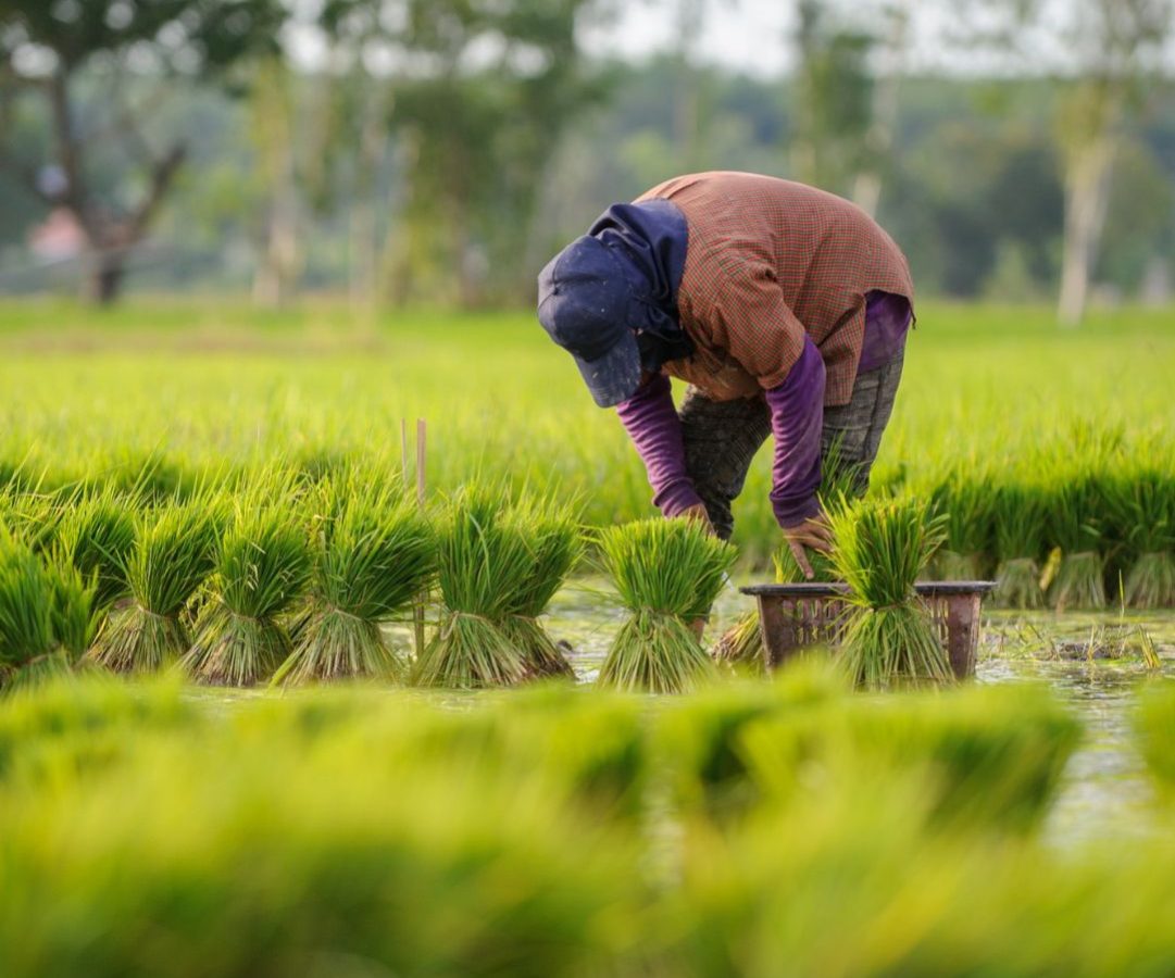 Godavari Advance Agro